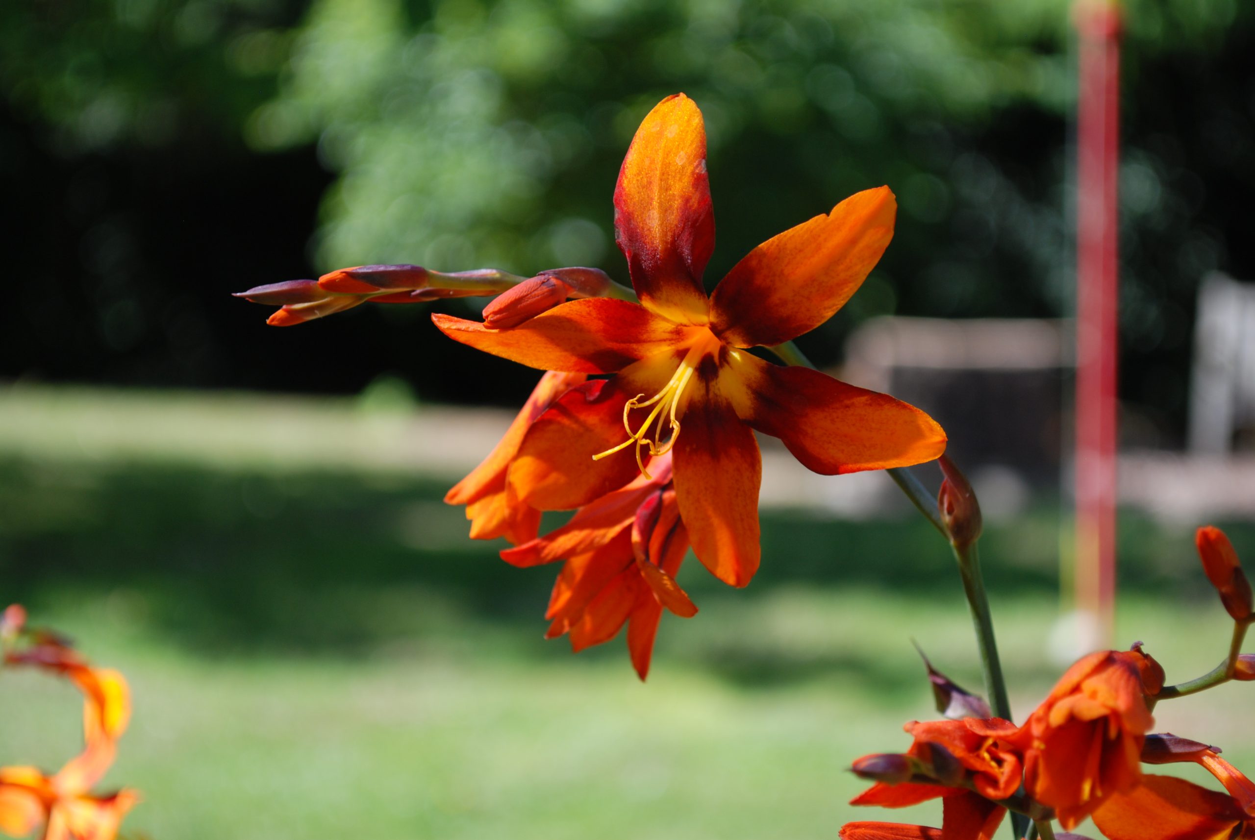 Crocosmia Emily McKenzie Crocosmia Emily McKenzie