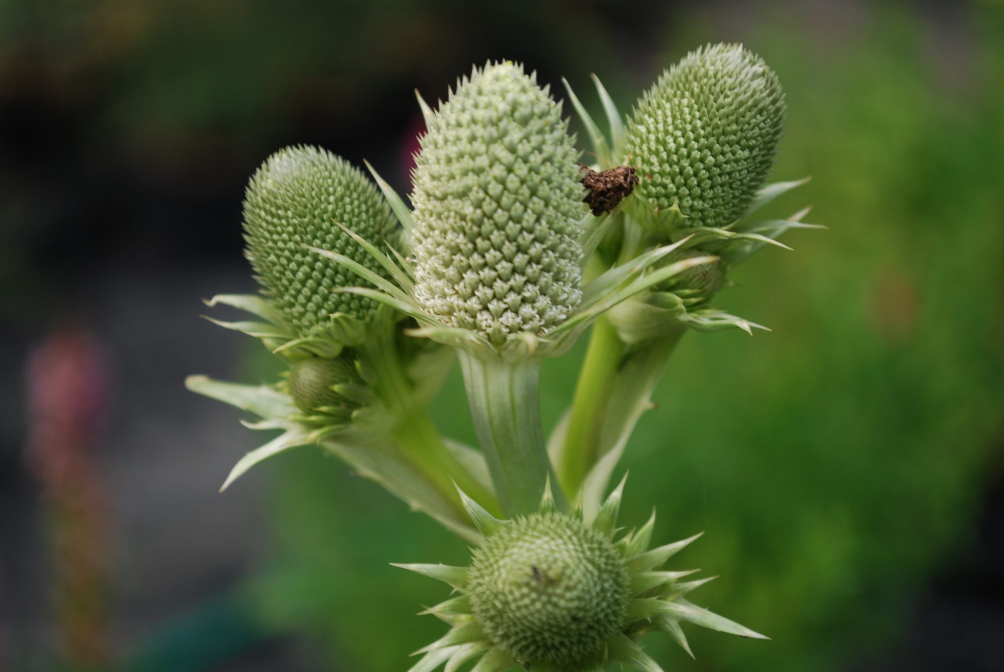 Eryngium Agavifolium. Perennials for Sale UK. Letsgoplanting.co.uk