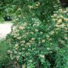 Lonicera Belgica