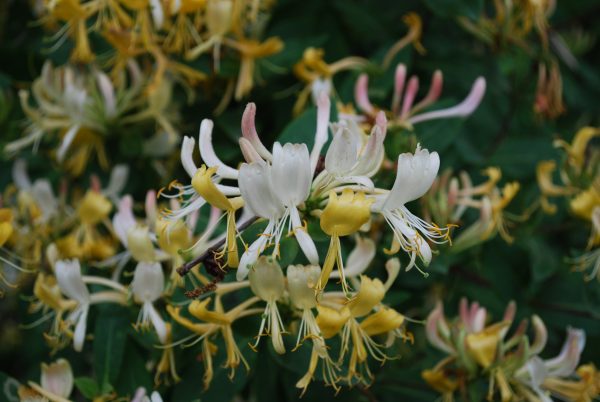 Lonicera Belgica