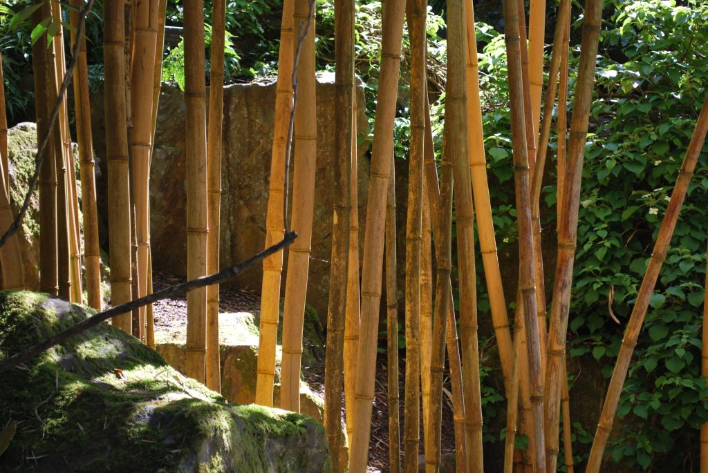 Phyllostachys Vivax