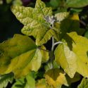Populus Alba Richardii