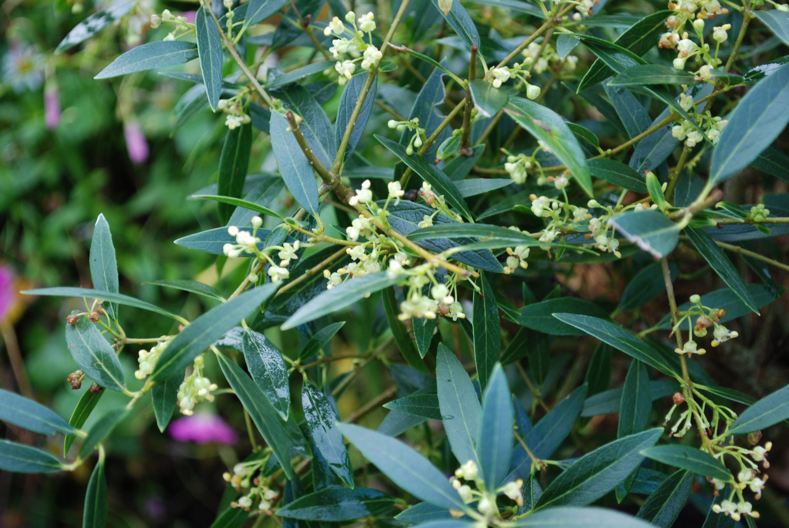 Phillyrea Angustifolia Phillyrea Angustifolia