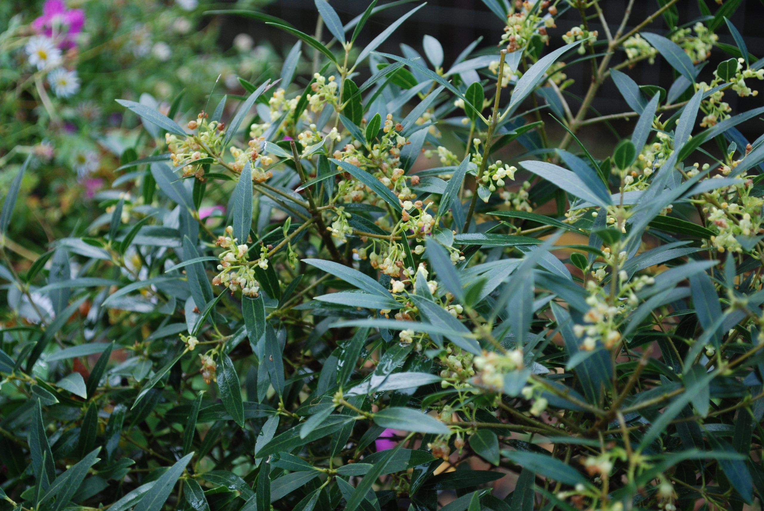 Phillyrea Angustifolia 3