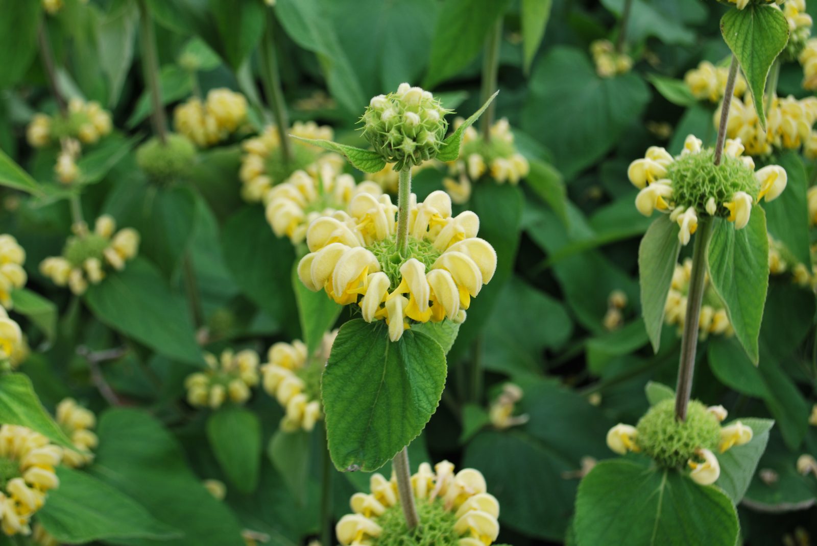Phlomis Russeliana Phlomis Russeliana