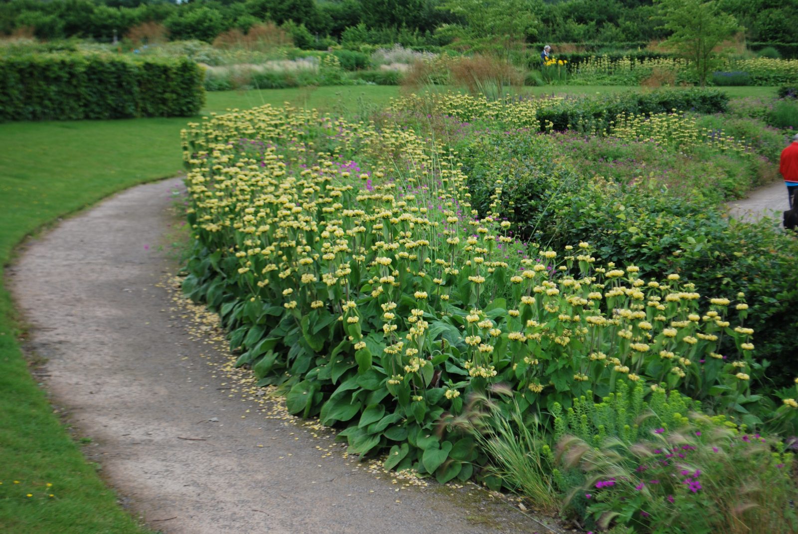 Phlomis Russeliana (6)