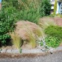 Stipa Pony Tails