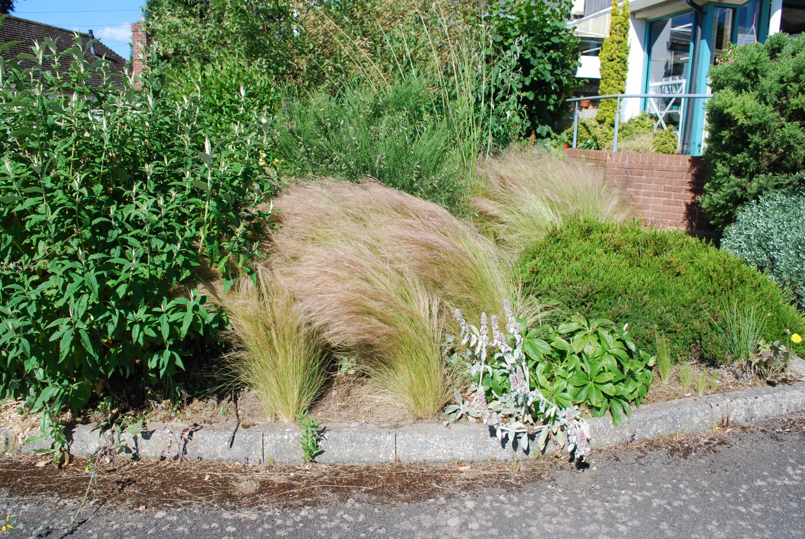 Stipa Pony Tails Stipa Pony Tails