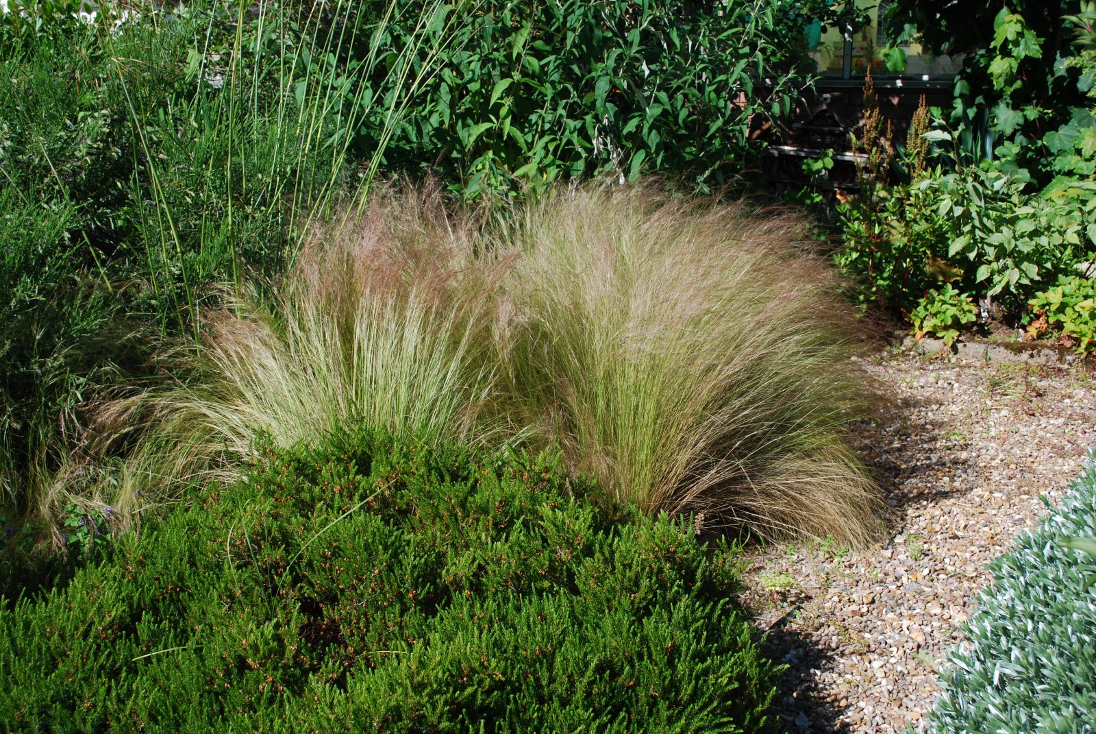 stipa pony tailsDSC_0627