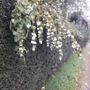 Symphoricarpos White Hedge