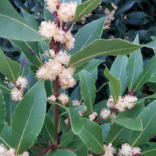 Laurus Nobilis. Garden Trees for Sale UK. Letsgoplanting.co.uk