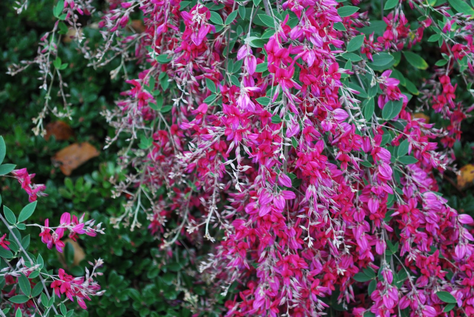 Lespedeza Thunbergii. Shrubs for Sale UK. Letsgoplanting.co.uk