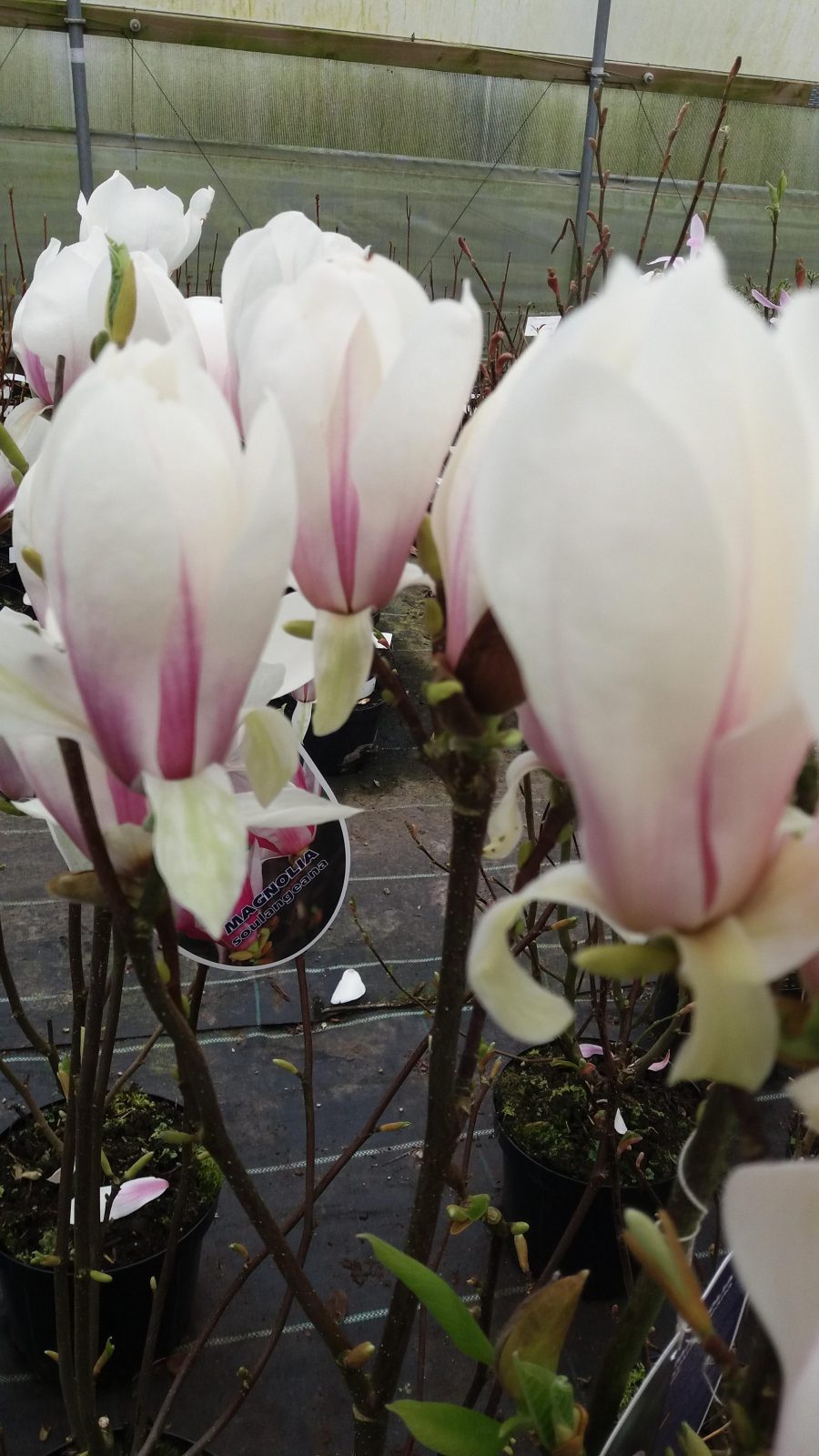 Magnolia Soulangeana. Shrubs for Sale UK. Letsgoplanting.co.uk