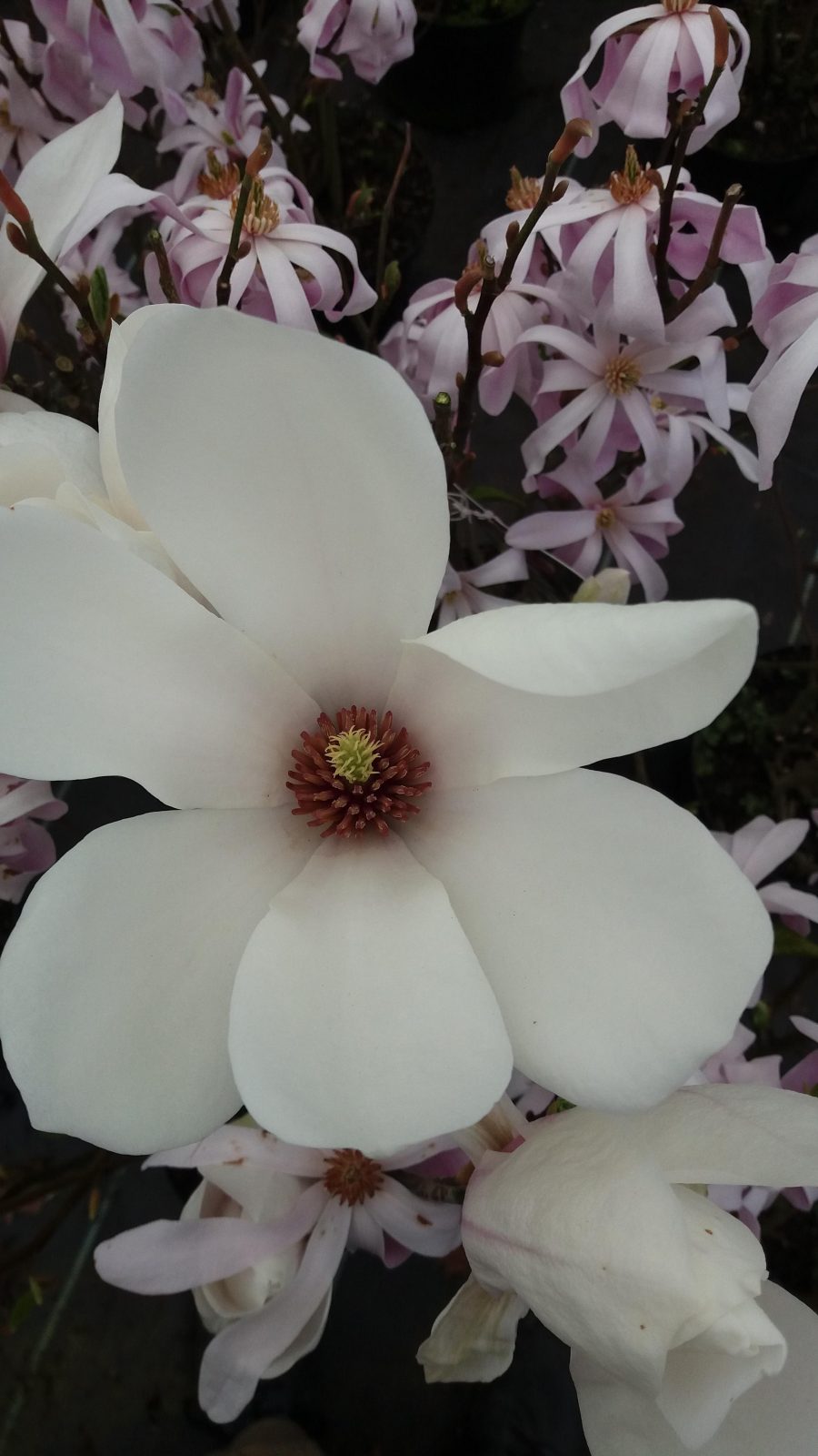 Magnolia Soulangeana. Shrubs for Sale UK. Letsgoplanting.co.uk