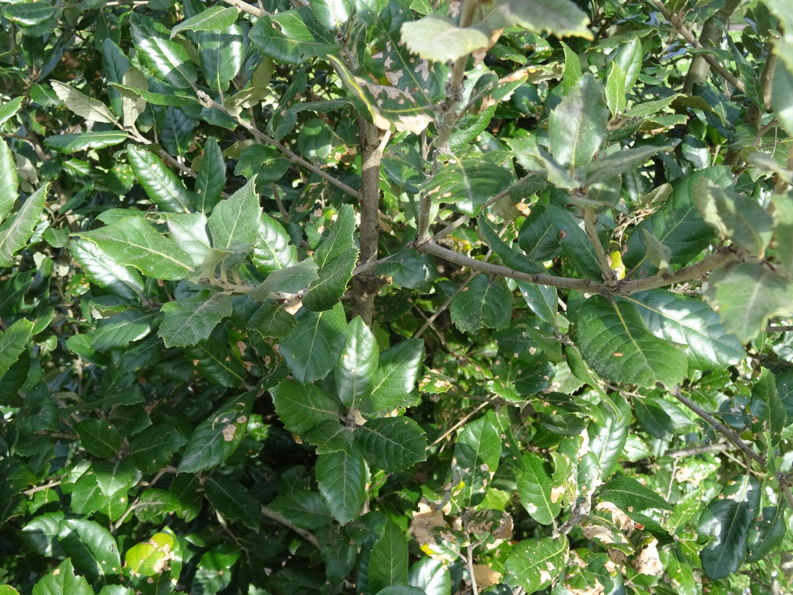 Quercus Ilex. Holm Oak. Garden Shrubs for Sale UK ...