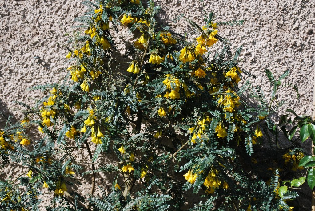 SOPHORA SUN KING