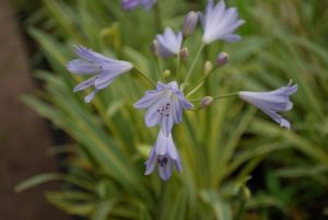 Agapanthus Golden Drop