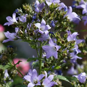 Campanula Lactiflora 'Pritchard Variety'