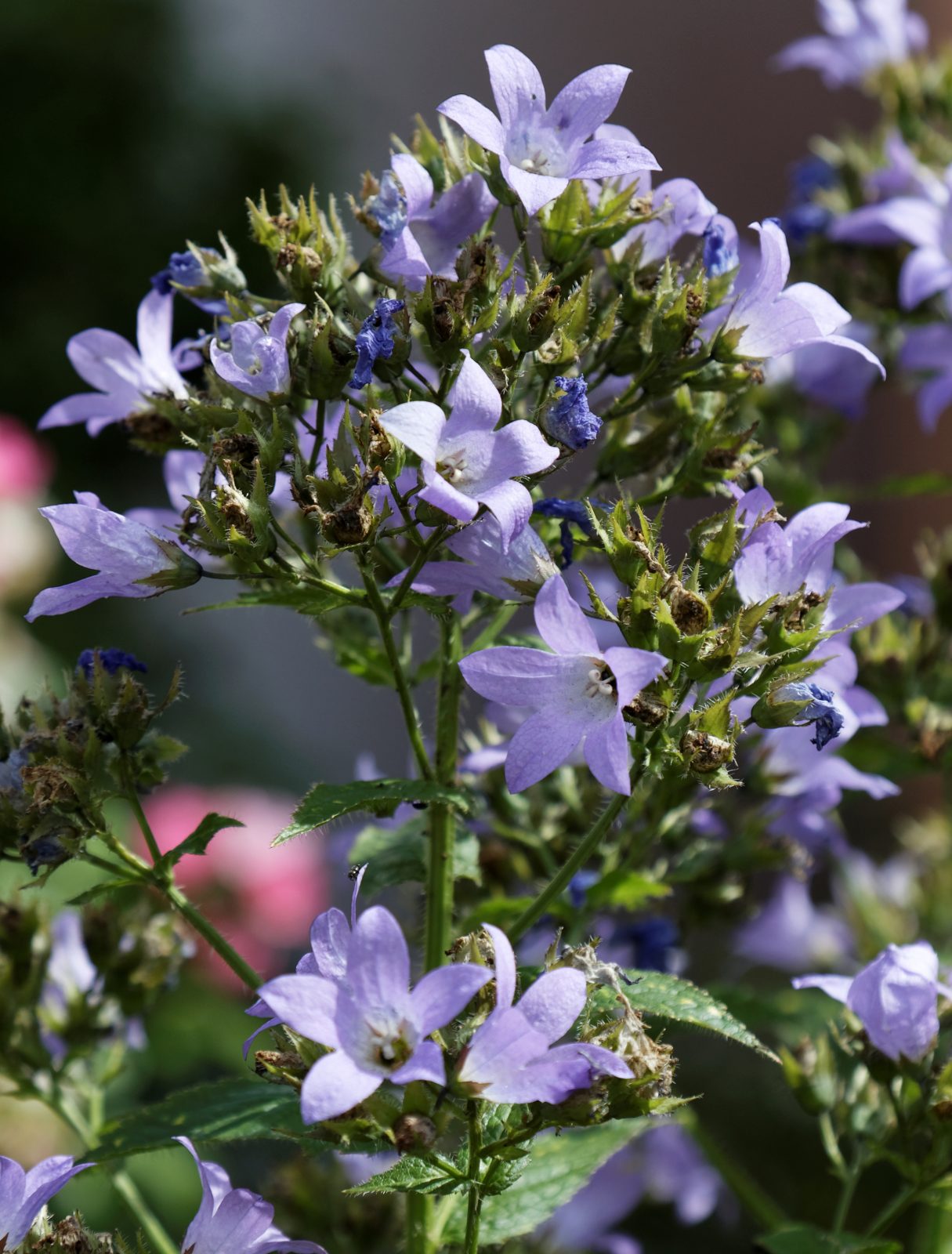 Campanula Lactiflora 'Pritchard Variety' 1 Campanula Lactiflora 'Pritchard Variety'