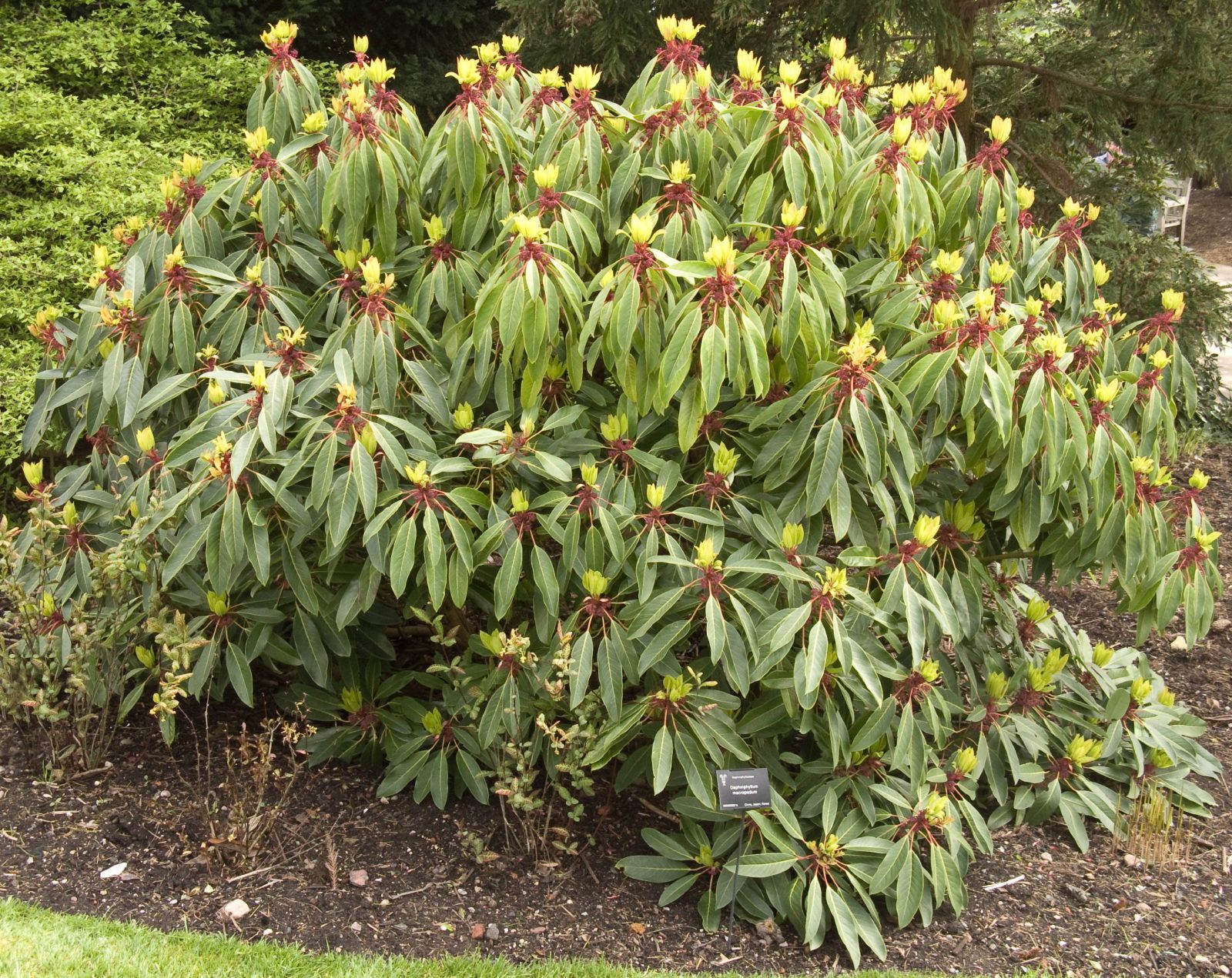 Daphniphyllum Macropodum. Shrubs for Sale.Letsgoplanting.co.uk
