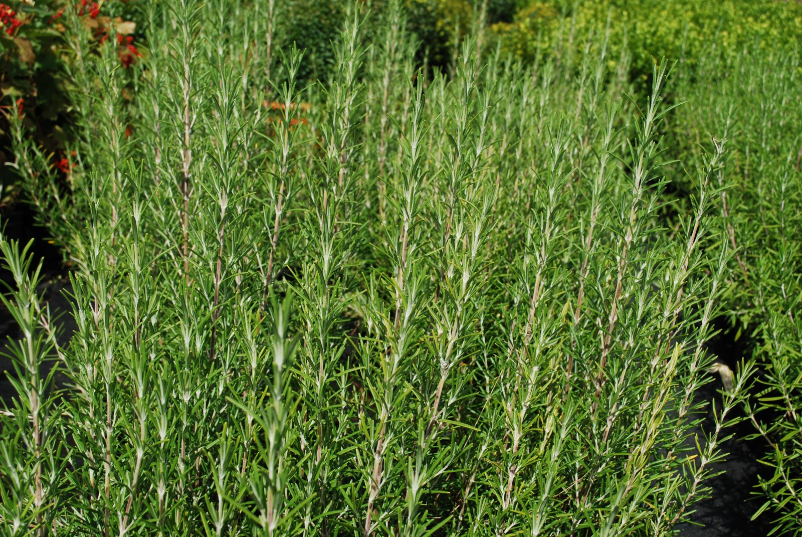 Rosmarinus Miss Jessops. Shrubs for Sale . Letsgoplanting.co.uk