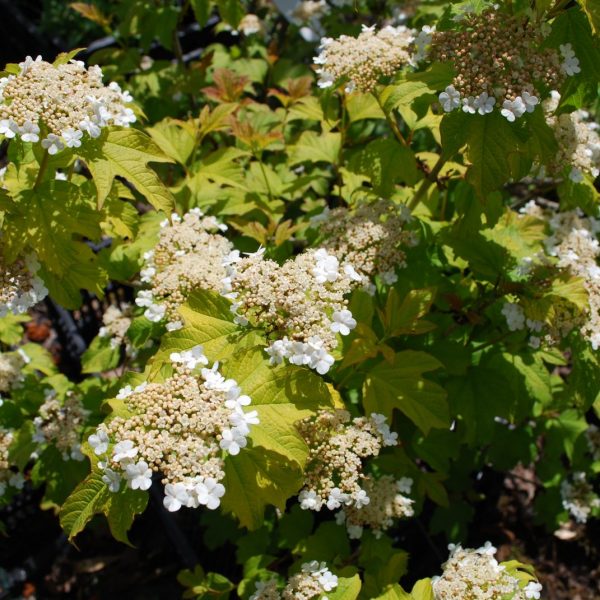 Viburnum Opulus Aureum. Shrubs for Sale. Letsgoplanting.co.uk