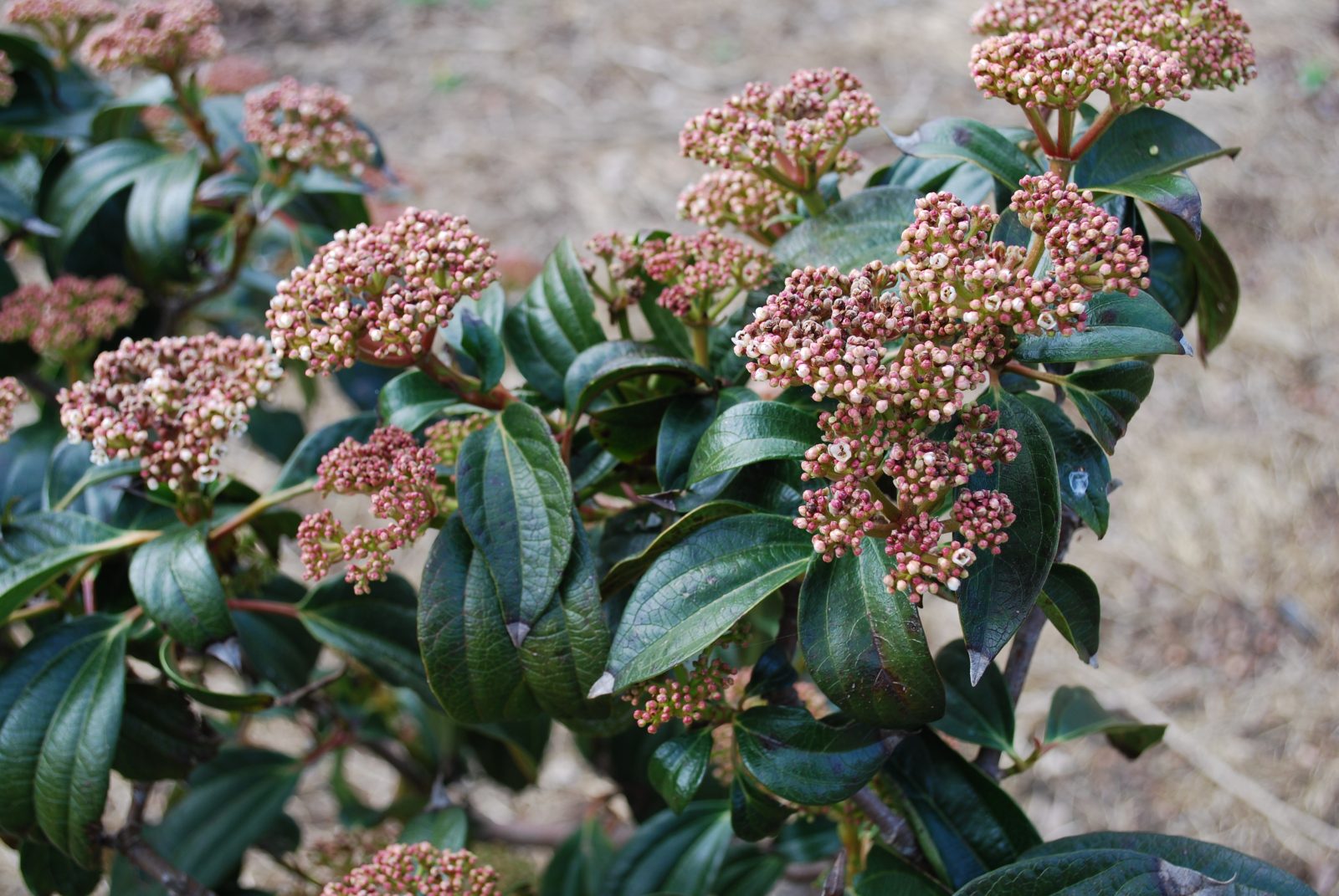 There are around 150 species of viburnum trees, shrubs, and hedge plants. 