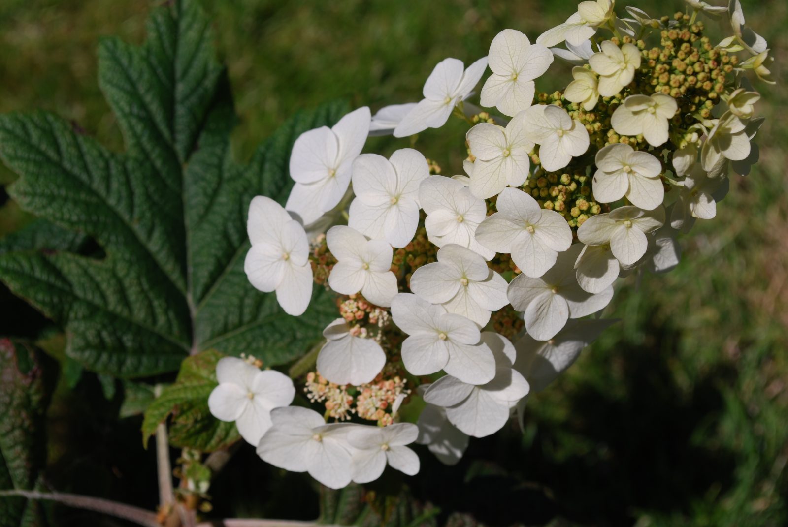 Hydrangea Quercifolia Snow Queen Let's Go Planting