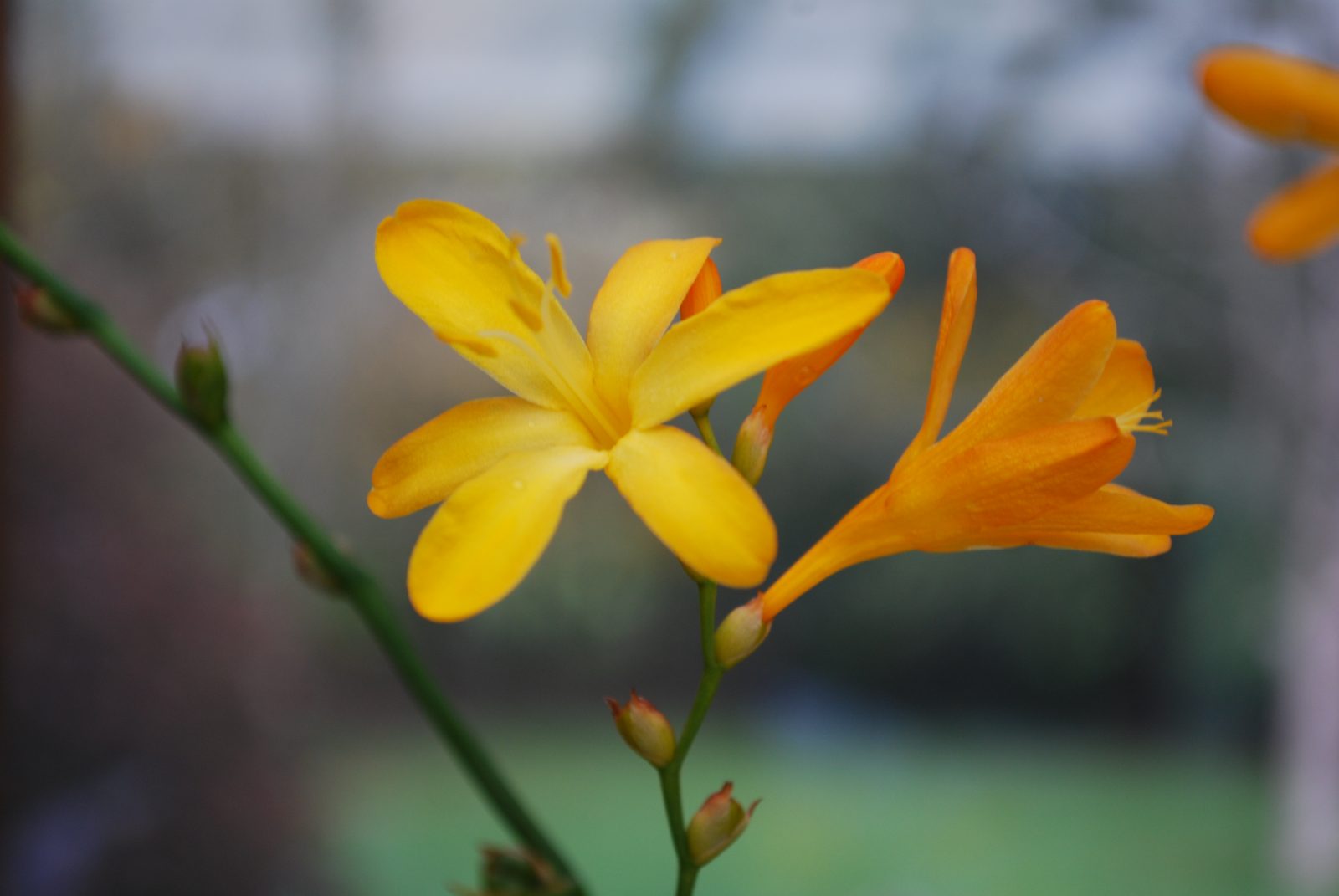 CROCOSMIA GEORGE DAVIDSONDSC_0336