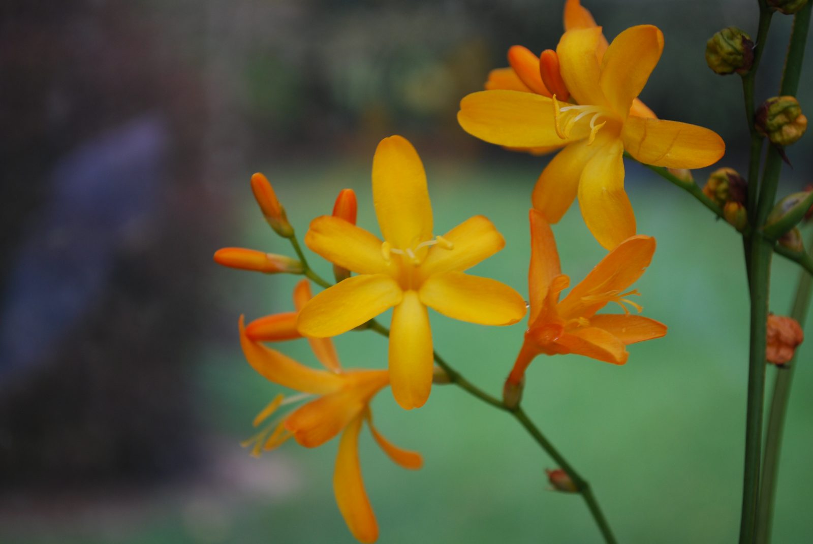 CROCOSMIA GEORGE DAVIDSONDSC_0338 CROCOSMIA GEORGE DAVIDSON