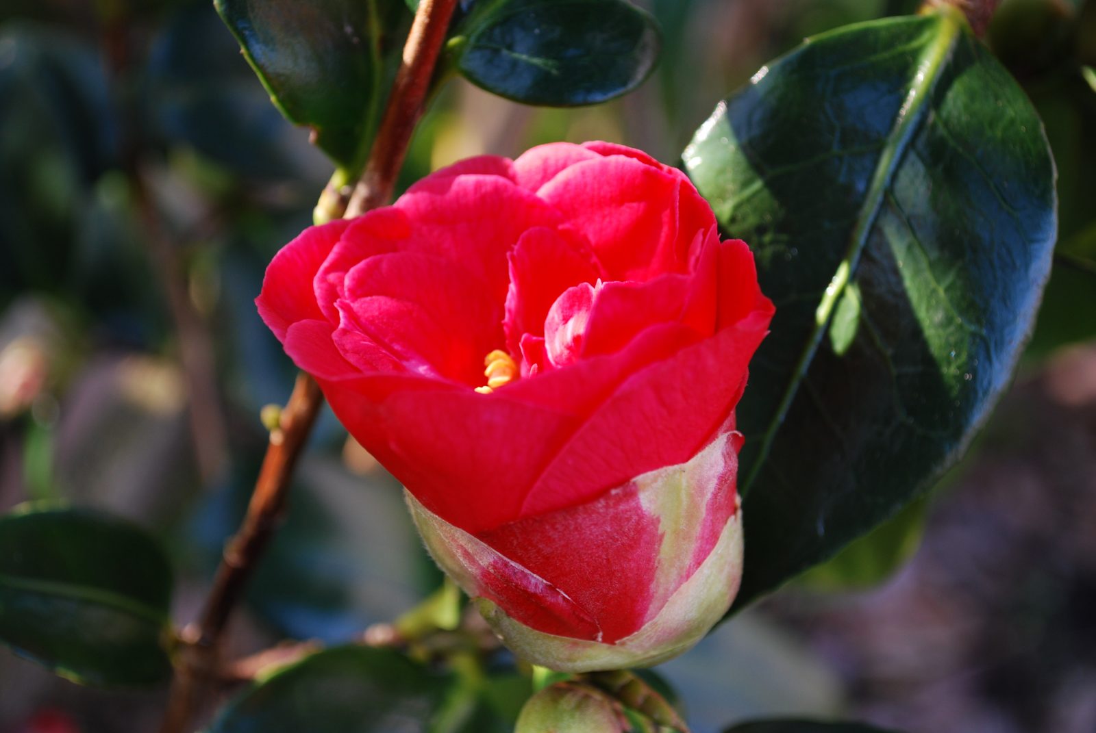 Camellia Adolphe Audusson. Shrubs for Sale. Letsgoplanting.co.uk