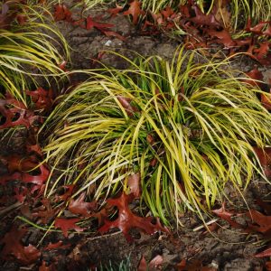 Carex Everillo, garden Grass