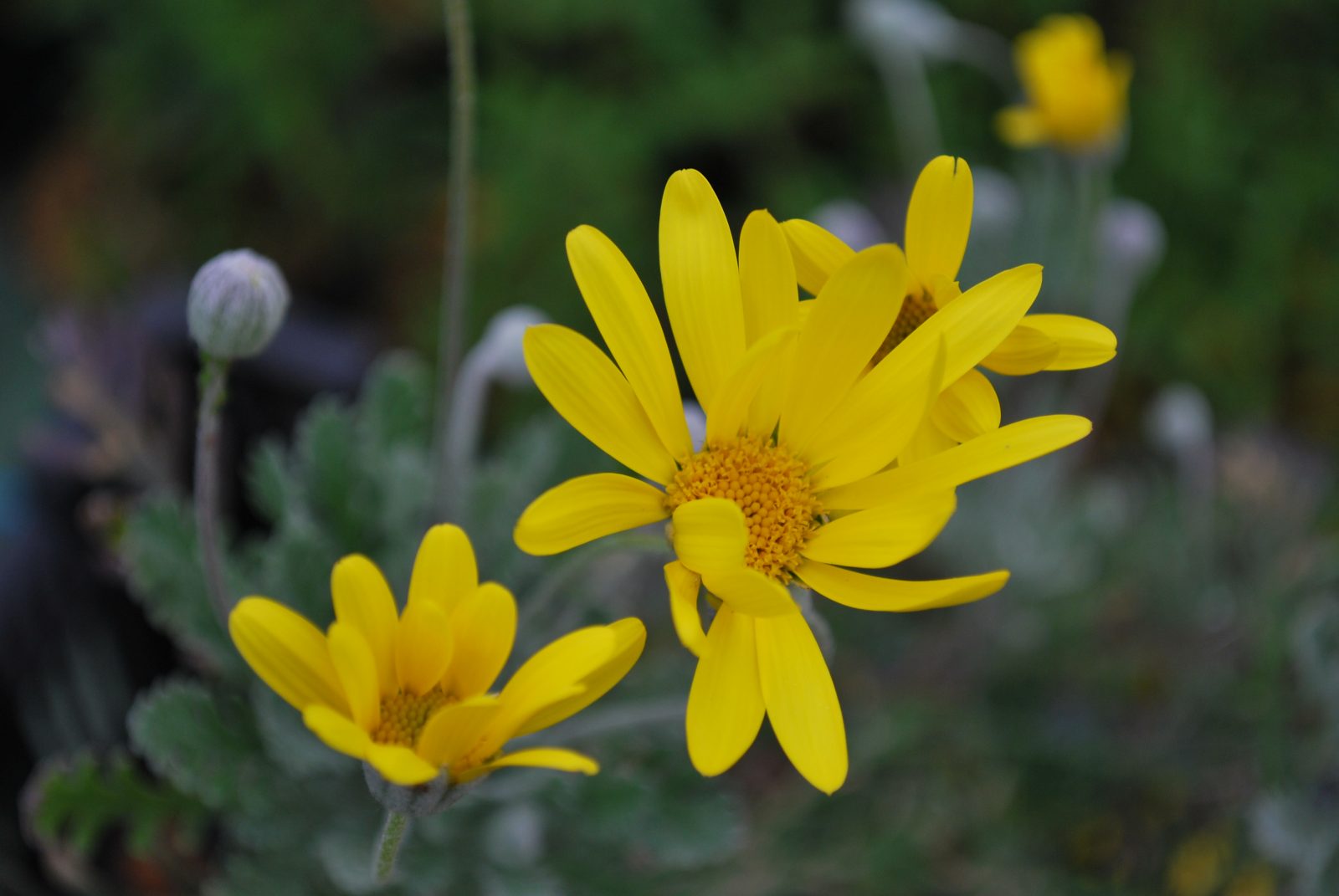 Euryops Pictinatus (3)