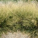 Deschampsia Golden Dew