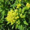 Euphorbia Palustris
