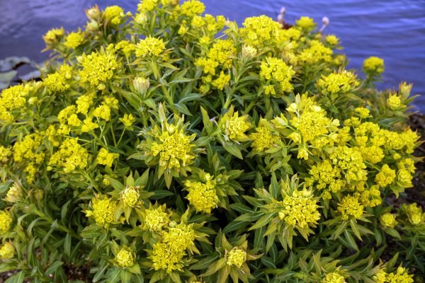 Euphorbia Palustris