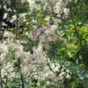 Thalictrum Elin