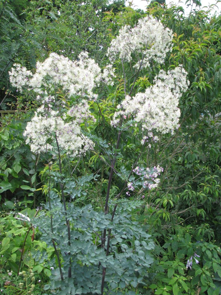 Thalictrum Elin