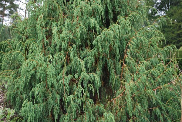 Juniperus Recurva Coxii