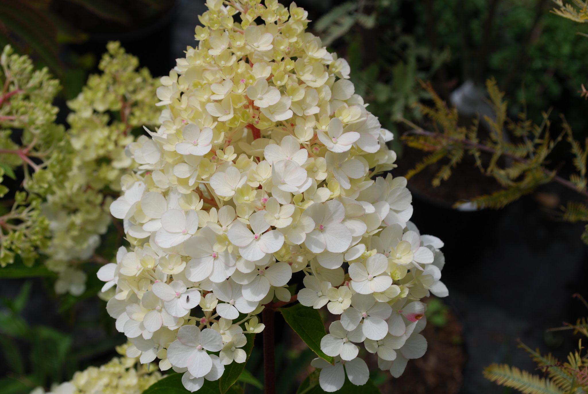 Hydrangea Vanille Fraise. Shrubs for Sale. Letsgoplanting.co.uk