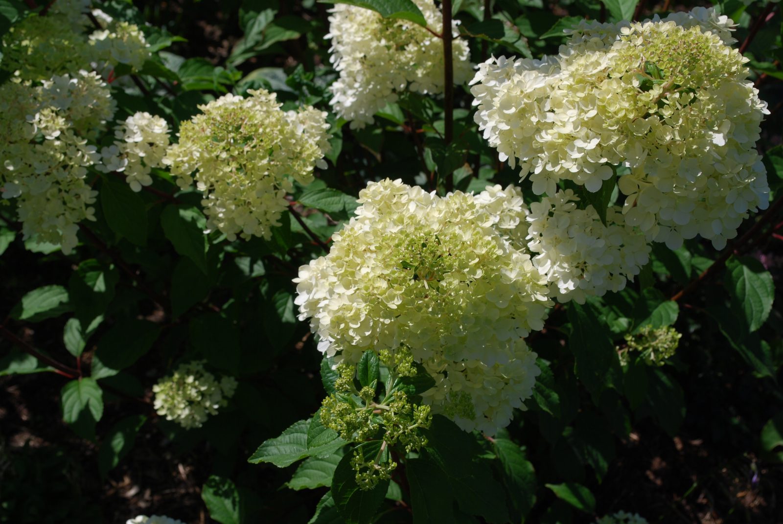 Hydrangea Vanille Fraise. Shrubs for Sale. Letsgoplanting.co.uk