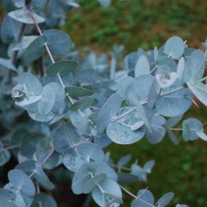 Eucalyptus Blue Ice