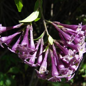 Cestrum Cretan Purple