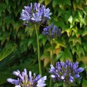Agapanthus HEAVENLY GRACE