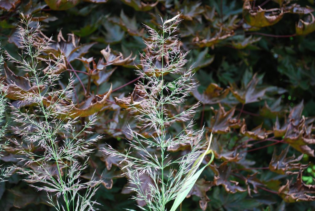 Calamagrostis Brachytricha Mona