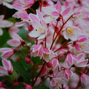Deutzia Yuki Cherry Blossom