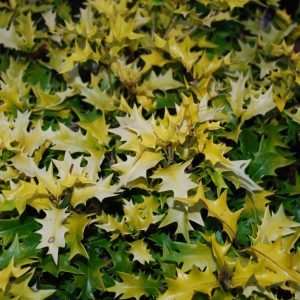 Osmanthus All Gold