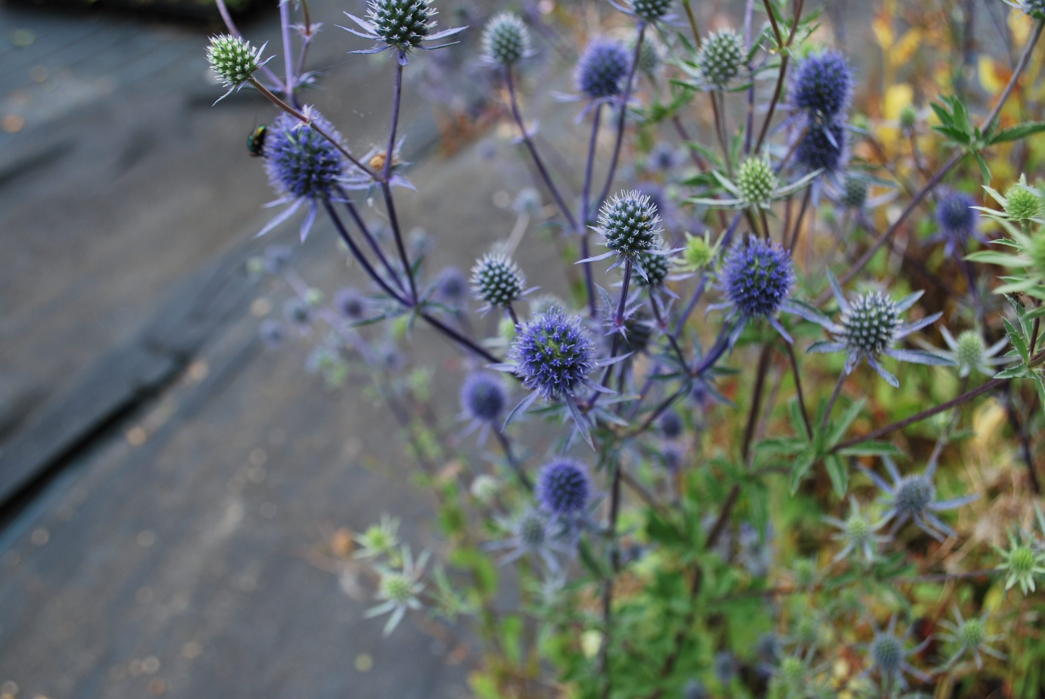 Eryngium Magical Blue Lagoon for Sale. Letsgoplanting.co.uk