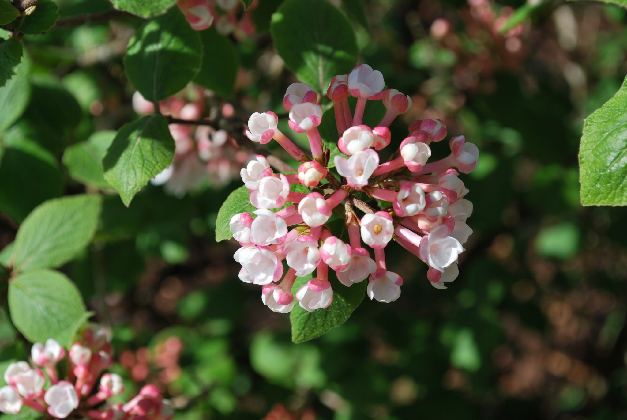 Viburnum Carlesii Aurora. Shrubs for Sale UK. Letsgoplanting.co.uk
