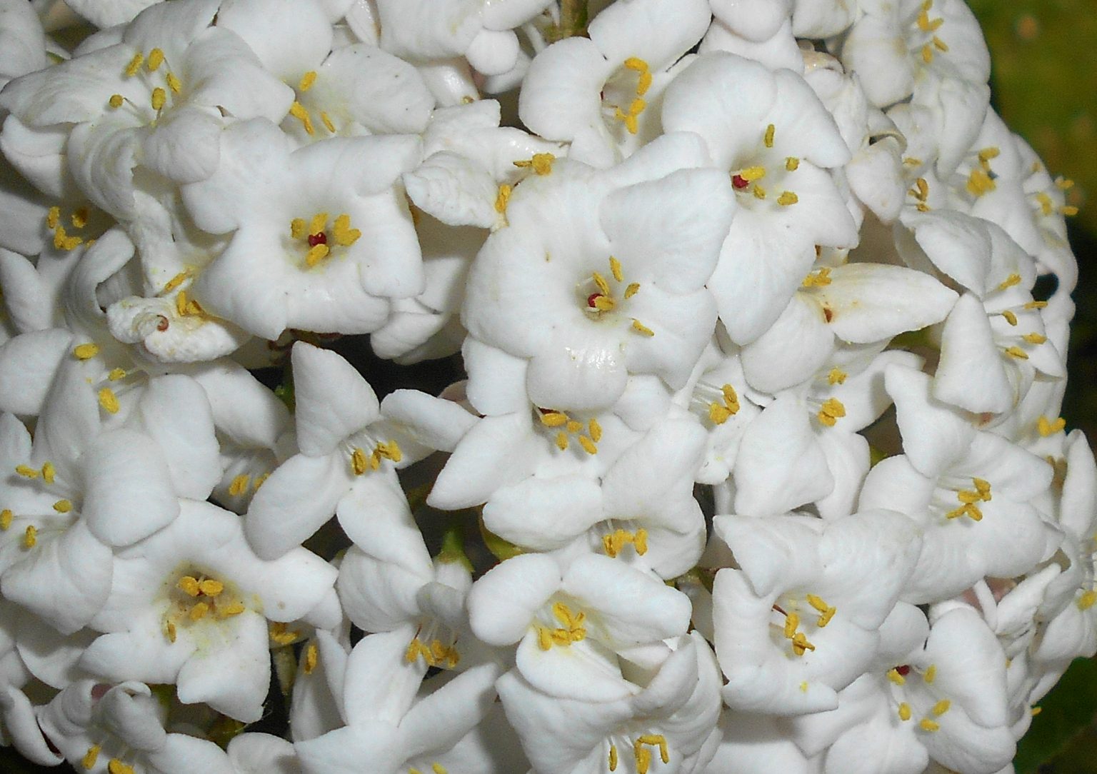 Viburnum Carlcephalum. Shrubs for Sale UK. Letsgoplanting.co.uk